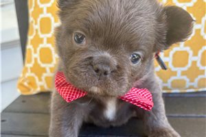 Gregory - French Bulldog for sale