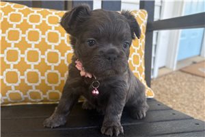Sophie - French Bulldog for sale