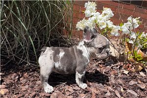 Eloise - French Bulldog for sale