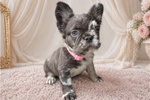 Daphne - French Bulldog for sale