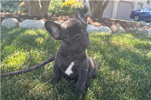 Simon - French Bulldog for sale