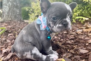 Francesca - French Bulldog for sale