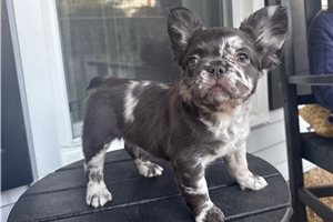 Daphne - French Bulldog for sale