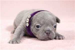 Lady Violet - French Bulldog for sale