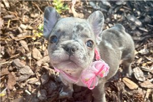 Eloise - French Bulldog for sale