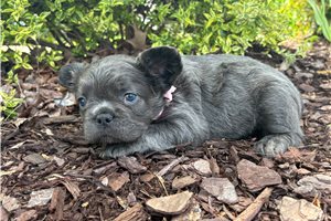 Sophie - French Bulldog for sale