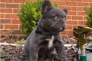 Gregory - French Bulldog for sale