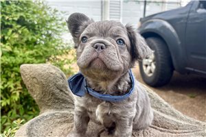 Anthony - French Bulldog for sale