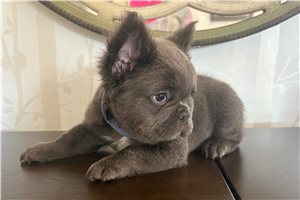 Gregory - French Bulldog for sale