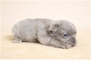 Penelope - French Bulldog for sale