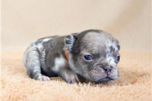 Eloise - French Bulldog for sale