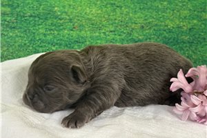 Sophie - puppy for sale