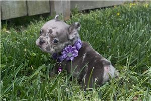 Eloise - French Bulldog for sale