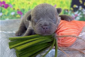 Lady Violet - puppy for sale