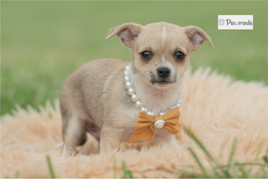 Eric - Chihuahua for sale