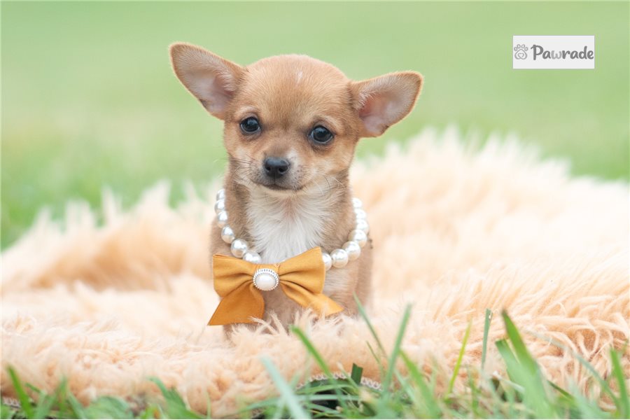 Edison - Chihuahua for sale