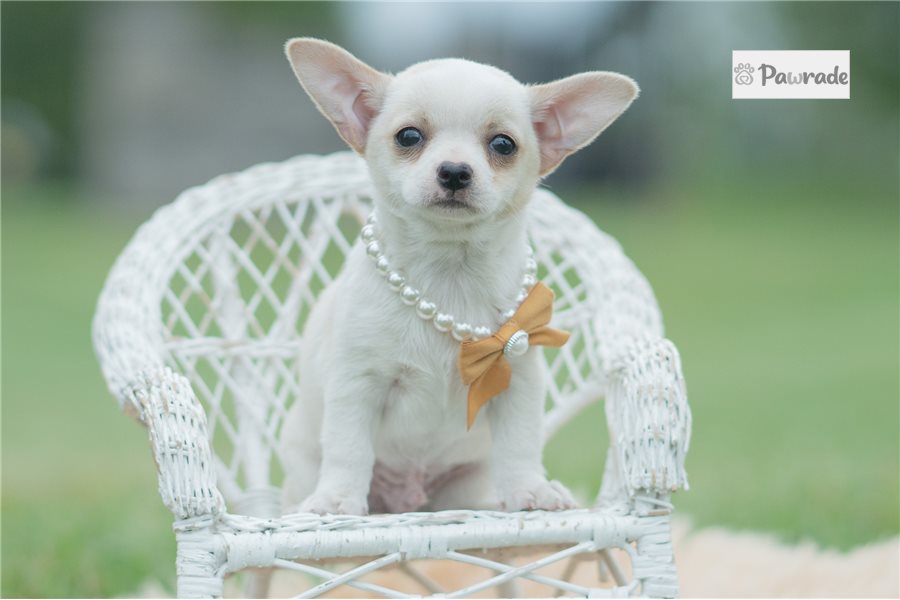 Emmett - Chihuahua for sale