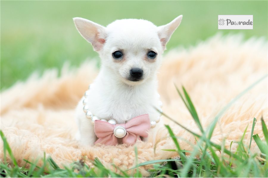 Delta - Chihuahua for sale