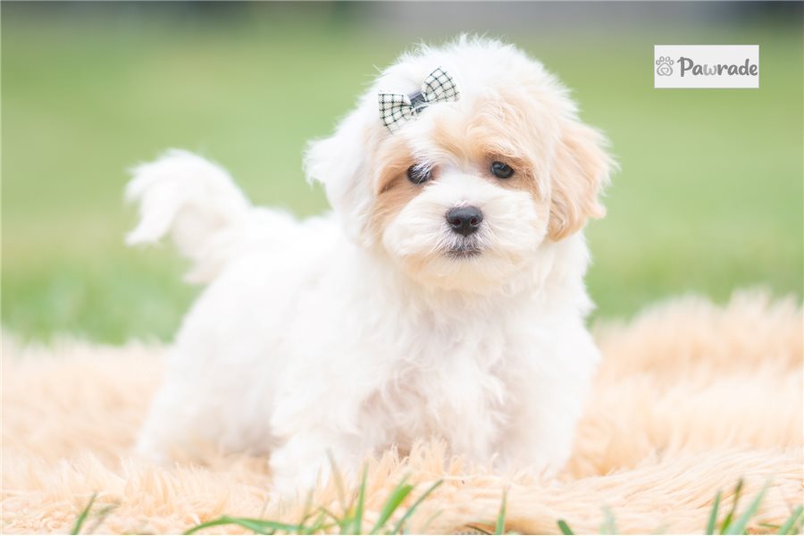 Hermie - Maltipoo for sale