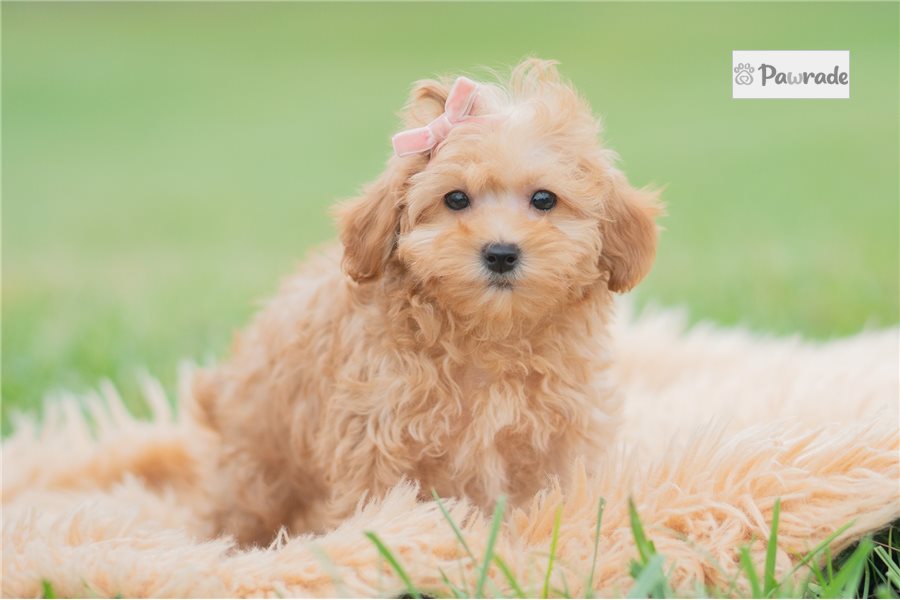 Gwen - Maltipoo for sale