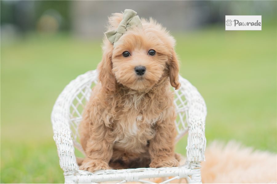 Gene, male Maltipoo puppy for sale