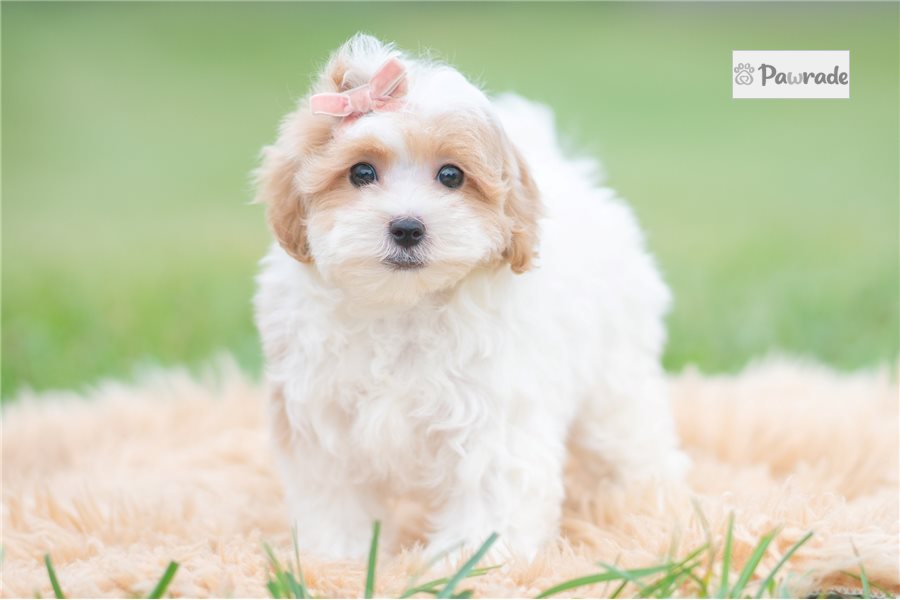 Hannah - Maltipoo for sale
