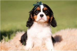 Konya - Cavalier King Charles Spaniel for sale