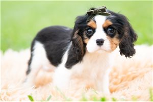Prescott - Cavalier King Charles Spaniel for sale
