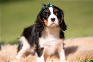 Kudoba - Cavalier King Charles Spaniel for sale