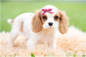 Plumeria - Cavalier King Charles Spaniel for sale
