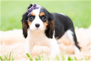 Prudence - Cavalier King Charles Spaniel for sale