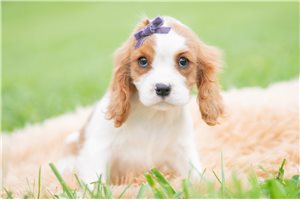 Penny - Cavalier King Charles Spaniel for sale