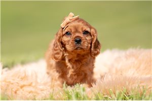 Mayhew - Cavalier King Charles Spaniel for sale