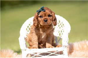 Maxwell - Cavalier King Charles Spaniel for sale