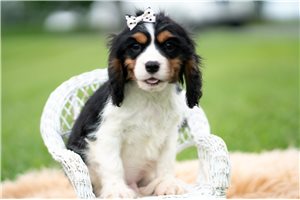 Petey - Cavalier King Charles Spaniel for sale