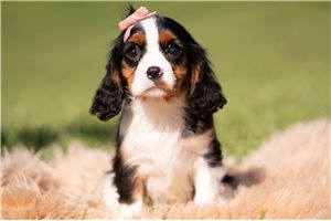 Koko - Cavalier King Charles Spaniel for sale