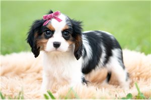 Poppy - Cavalier King Charles Spaniel for sale