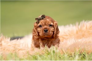 Maximus - Cavalier King Charles Spaniel for sale