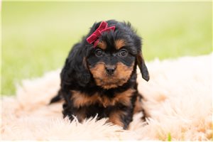Marla - Cavapoo for sale
