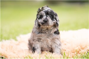 Paxton - Cavapoo for sale