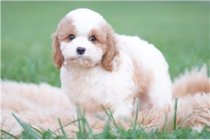 Zachariah - Cavapoo for sale