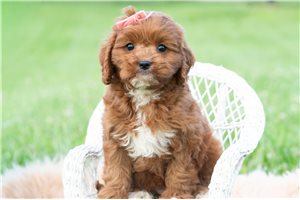 Effie - Cavapoo for sale