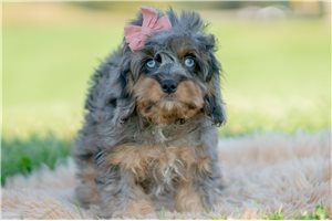 Cadence - Cavapoo for sale