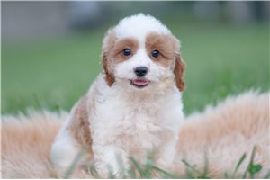 Ziggy - Cavapoo for sale