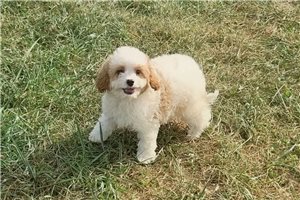 Zane - Cavapoo for sale