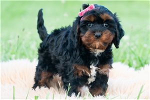 Echo - Cavapoo for sale