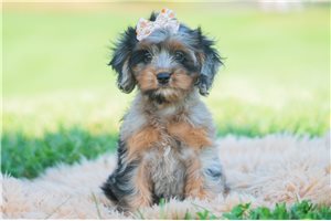 Cadey - Cavapoo for sale
