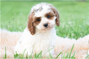 Easton - Cavapoo for sale