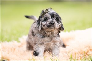 Paxton - Cavapoo for sale