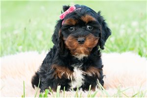 Millie - Cavapoo for sale